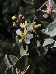 Alloispermum