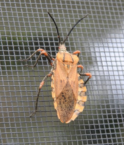 Spartocera fusca photo 5