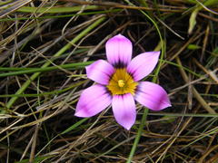 Romulea rosea communis