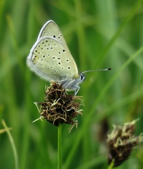 Lycaena tityrus subalpina
