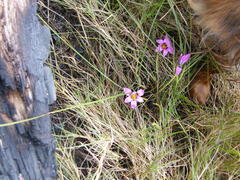 Romulea rosea communis