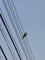 Psittacara leucophthalmus