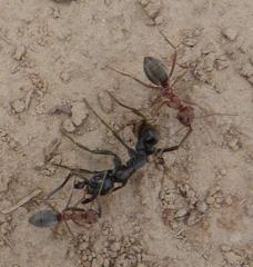 Anoplolepis custodiens