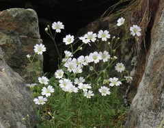 Cerastium strictum