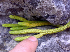 Phlegmariurus gnidioides