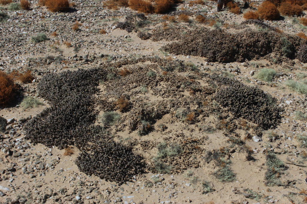 Mesembryanthemum marlothii, Alexander Bay Lichen Fields