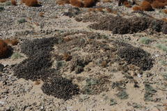 Mesembryanthemum marlothii