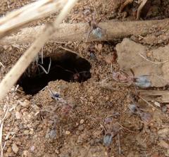 Anoplolepis custodiens