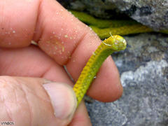 Phlegmariurus gnidioides