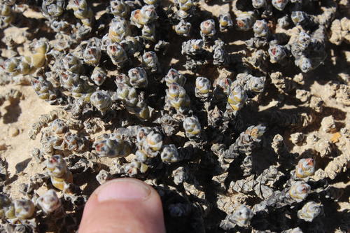 Mesembryanthemum marlothii