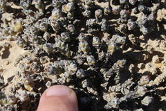 Mesembryanthemum marlothii