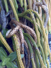 Phlegmariurus gnidioides