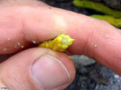 Phlegmariurus gnidioides