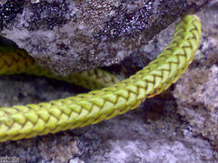 Phlegmariurus gnidioides