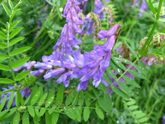 Vicia cracca cracca