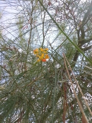 Parkinsonia aculeata