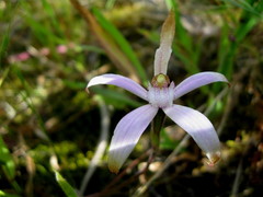 Caladenia hirta rosea