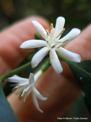 Tricalysia capensis capensis