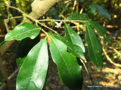 Tricalysia capensis capensis