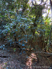 Tricalysia capensis capensis