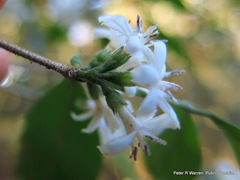 Tricalysia capensis capensis