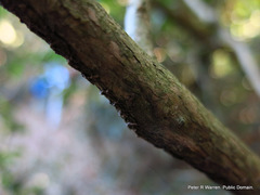 Tricalysia capensis capensis