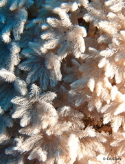 Clavularia