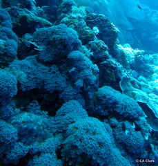 Clavularia