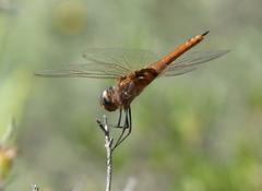 Tramea basilaris