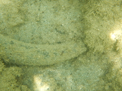 Holothuria poli