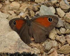 Stygionympha irrorata