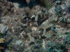Porites divaricata