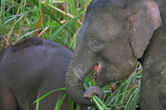 Elephas maximus borneensis
