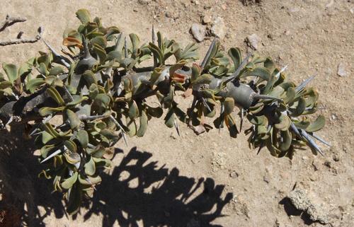 Monsonia patersonii