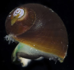 Littorina sitkana