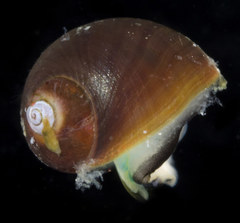 Littorina sitkana
