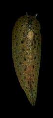 Pseudaneitea
