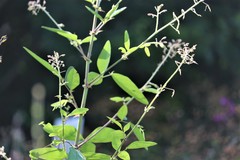 Desmodium paniculatum paniculatum