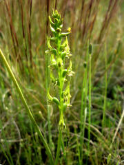 Prasophyllum gracile