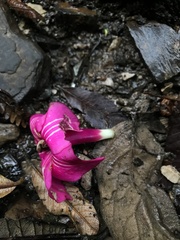 Symbolanthus anomalus