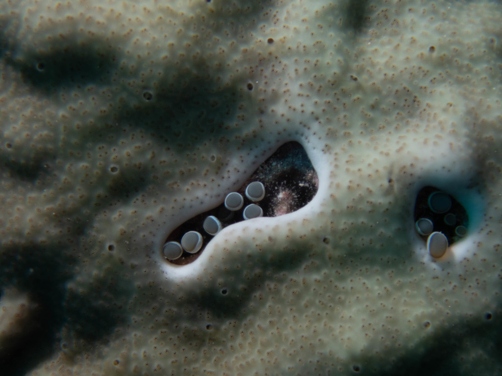 Hidden Anemone