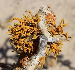Dufourea flammea