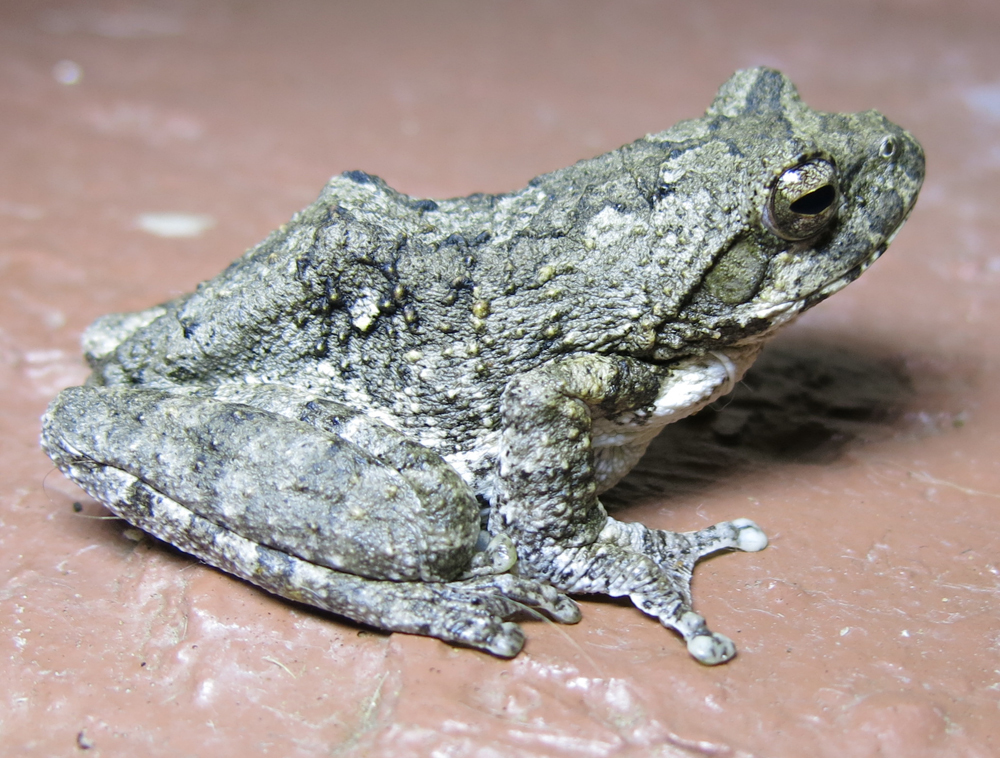 Grey Foam-nest Tree Frog (Chiromantis xerampelina) · iNaturalist