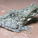 Grey Foam-nest Tree Frog - Photo (c) Ryan van Huyssteen, some rights reserved (CC BY-SA)