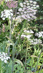 Angelica genuflexa