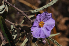Solanum brownii