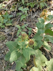 Helianthus californicus