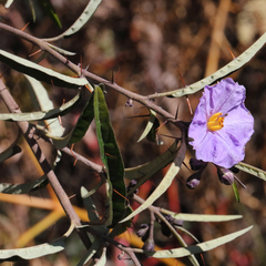 Solanum brownii