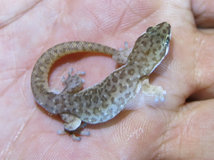 Pachydactylus punctatus