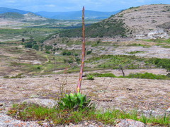 Agave nuusaviorum